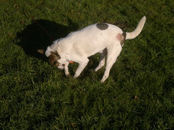 med_+Das  was der Grosse kann.jpg (600 x 450)